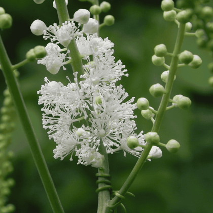 Must Cohosh