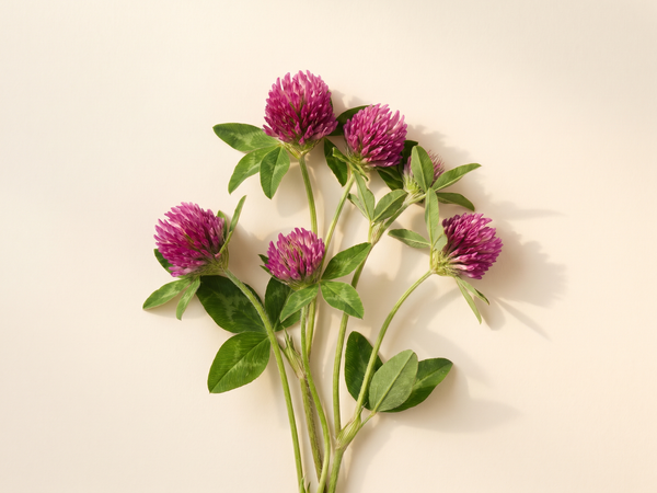 Red Clover